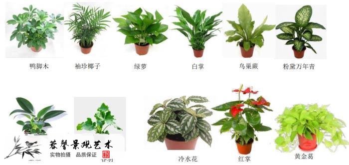 绿色植物墙植物