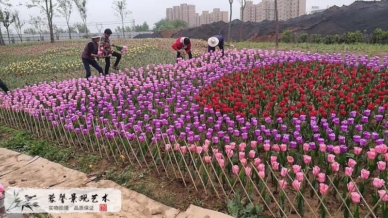 郁金香室外生态景观