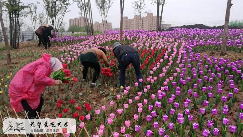 郁金香室外生态景观