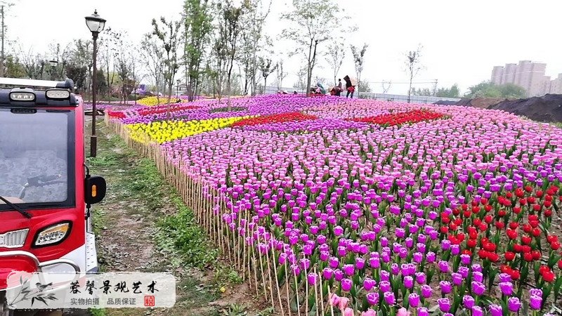 郁金香室外生态景观