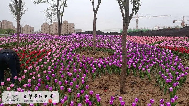 郁金香室外生态景观