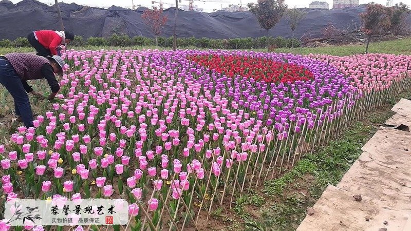 郁金香室外生态景观