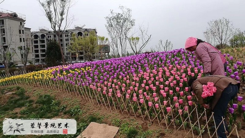 郁金香室外生态景观