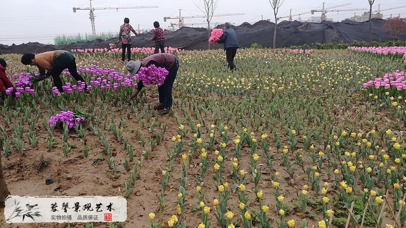 郁金香室外生态景观