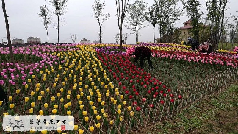 郁金香室外生态景观