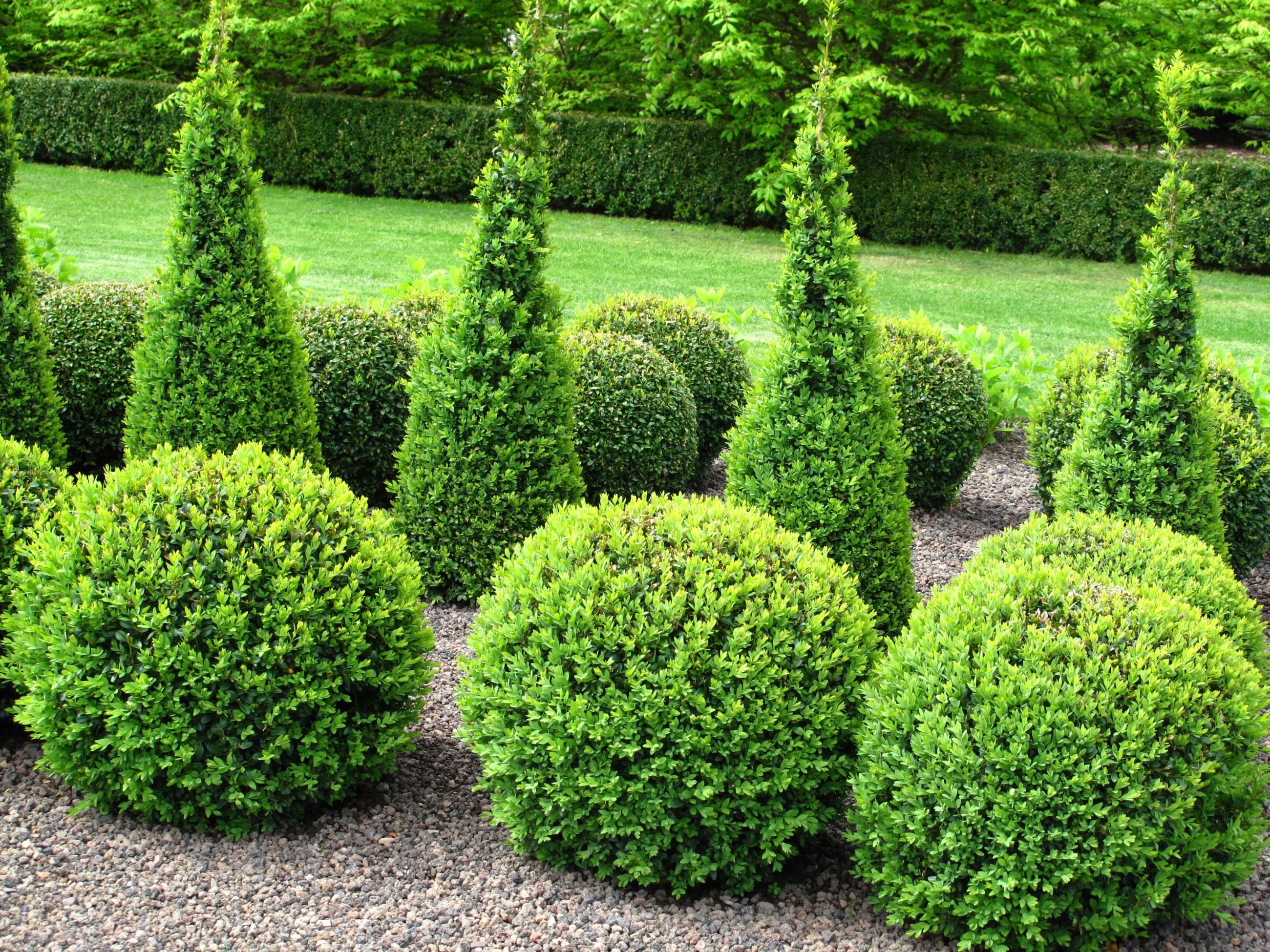 boxwoods-sheared-into-balls-big-5b8afa9646e0fb0025933f6e.jpg